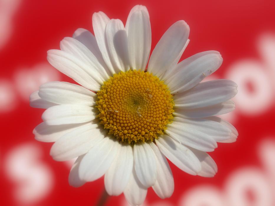 Nature Flower Flora