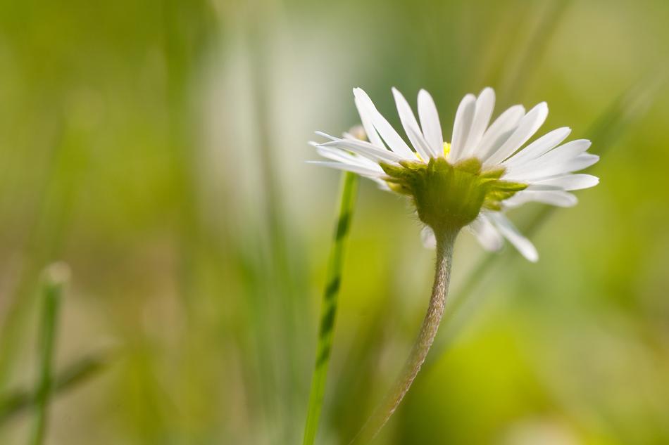 Flower Macro Garden