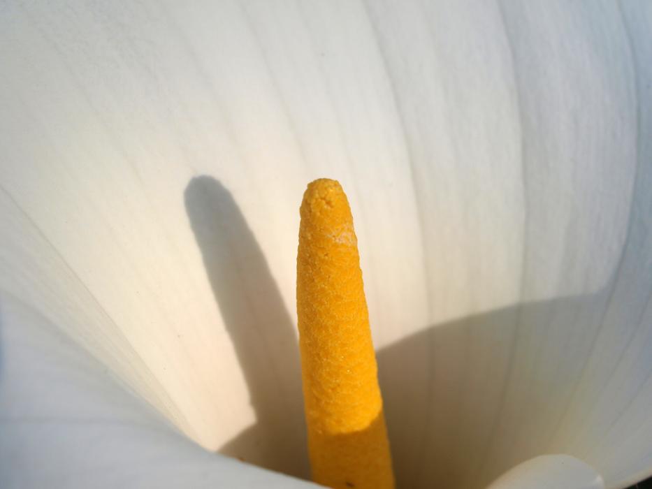 Lily Flower