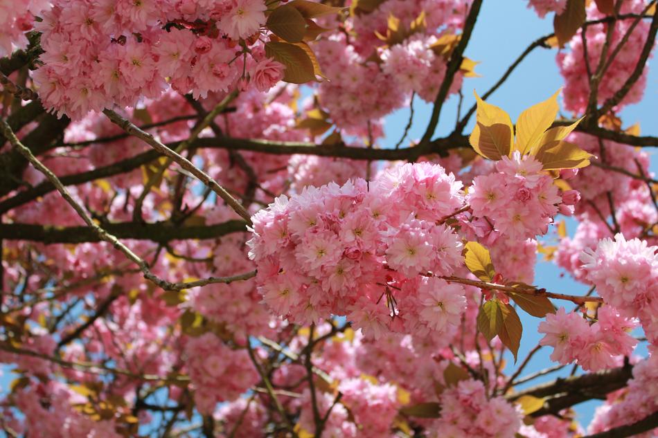 Flower Branch Tree