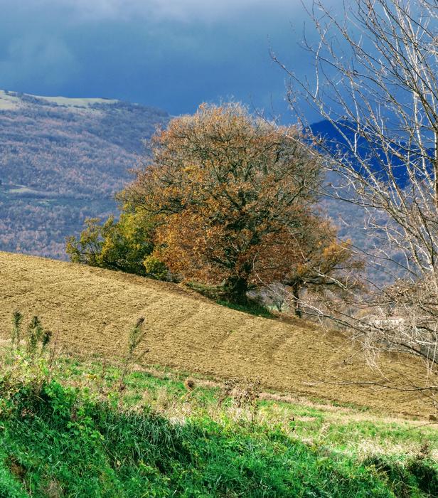 Landscape Tree Nature