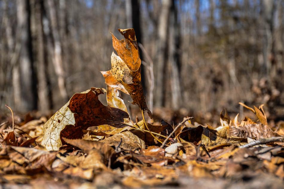 Nature Wood Fall