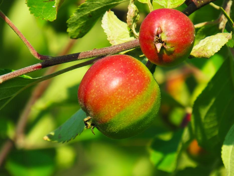 red apples on a tree in an orchard