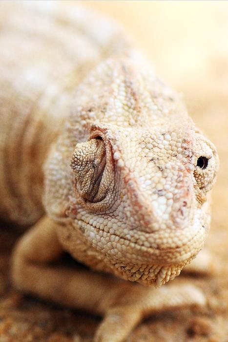 Lizard Nature Reptile