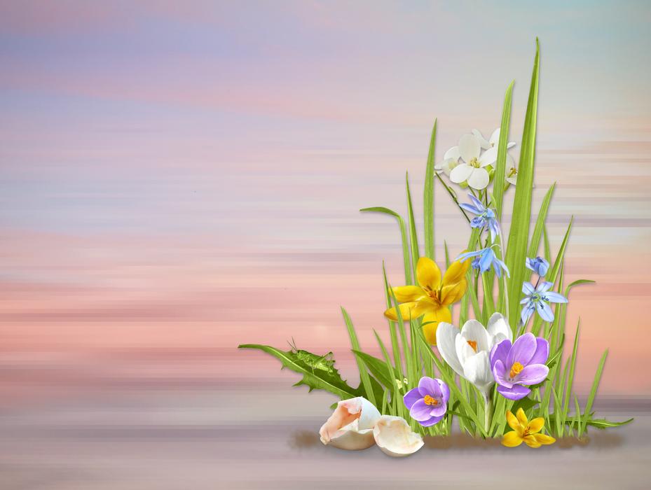 Spring Flowers Nature