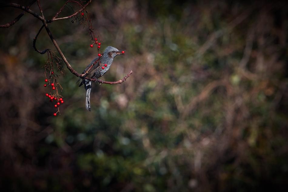 Bird on a rebin in the forest