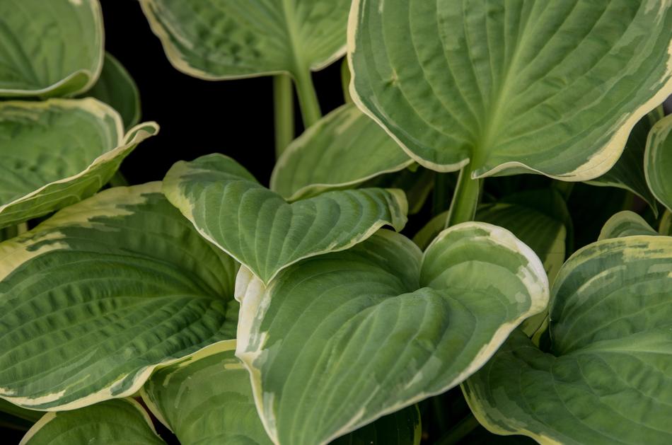 Leaf Plant Nature