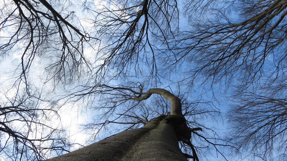Tree Wood Branch