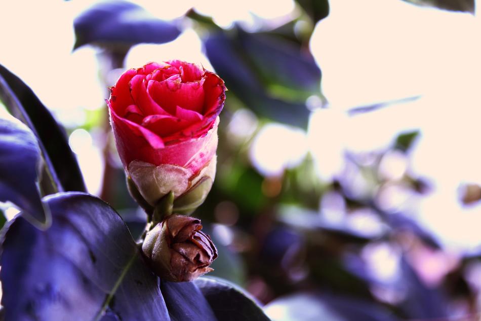 Flower Nature Plant