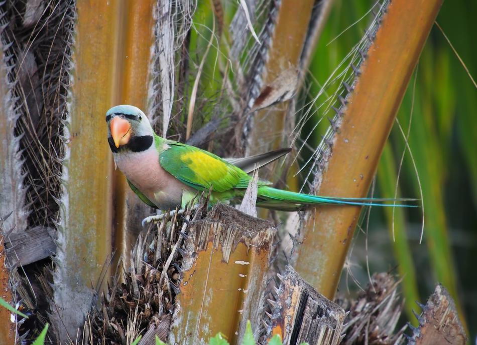 Nature Bird Wildlife