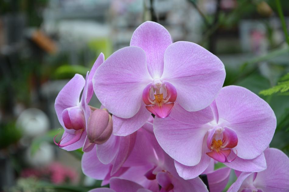 Flower Plant Pink Orchid Color