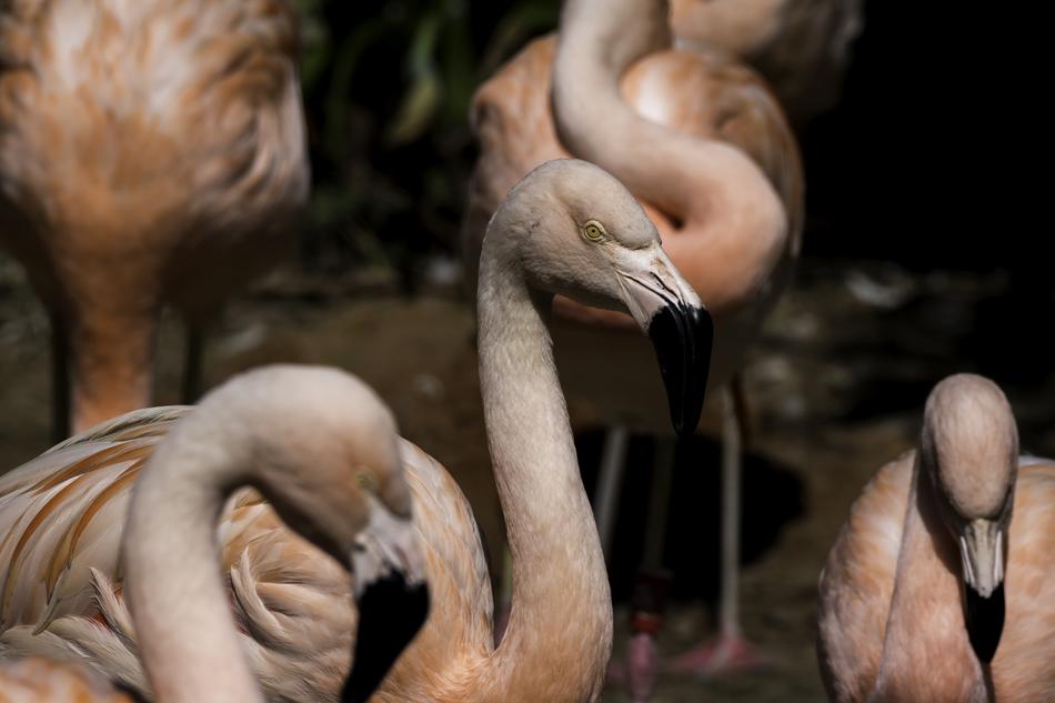 Nature Wildlife Bird