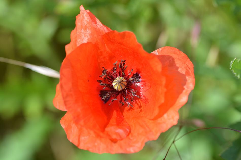 Flower Nature Plant
