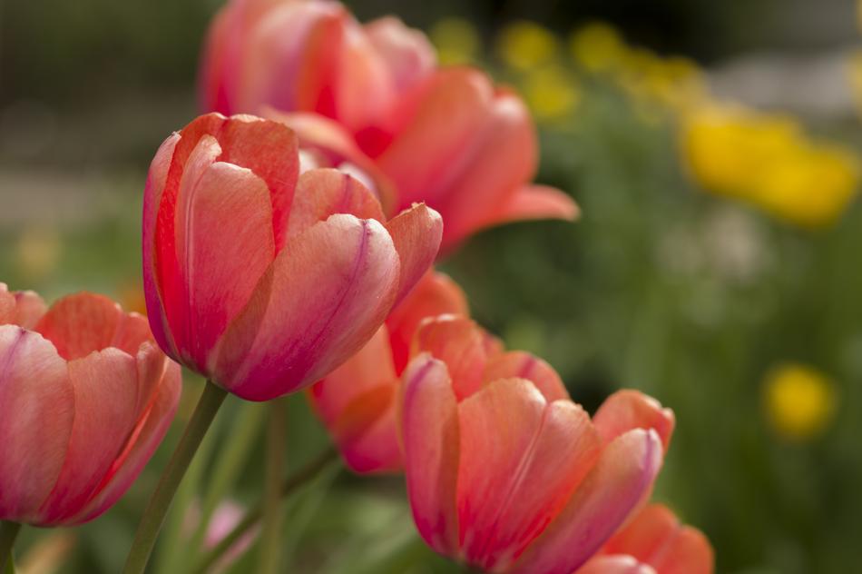 Nature Flower Flora