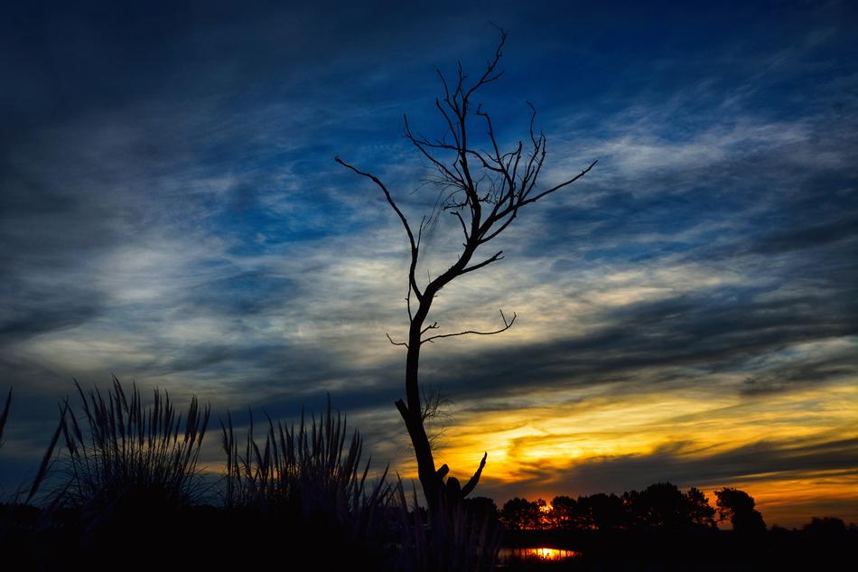 Tree Landscape Sunset