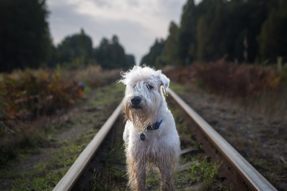 Nature Outdoors Railroad