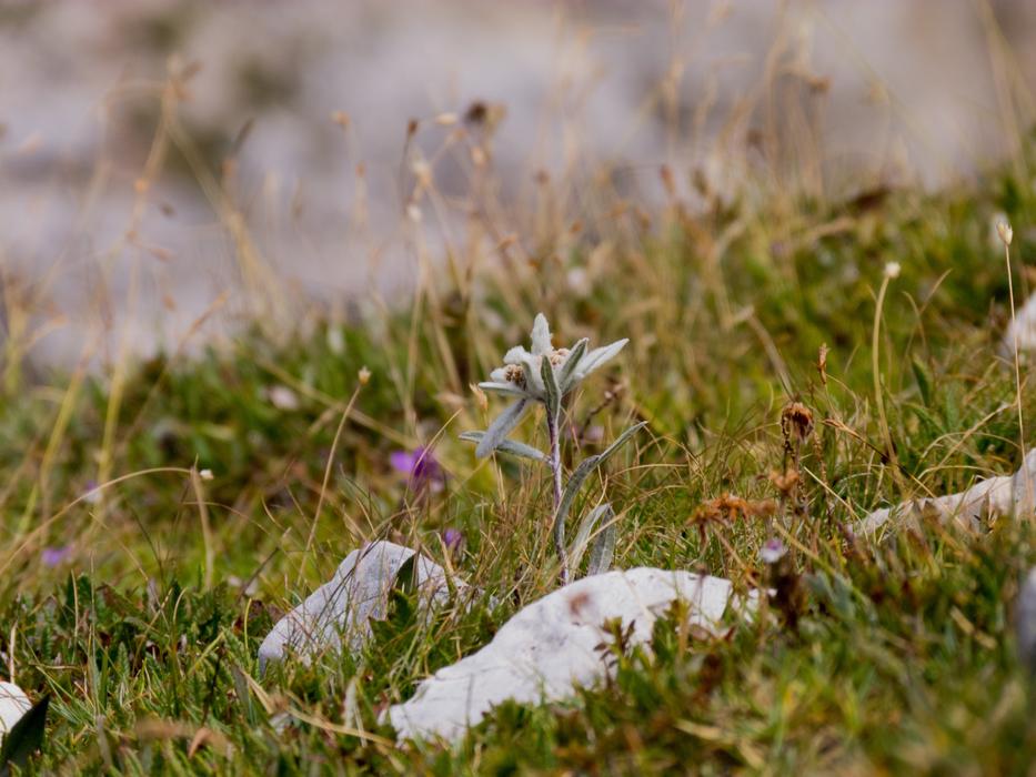 Nature Lawn At The Court Of