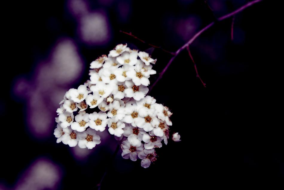 Flower Flora Nature