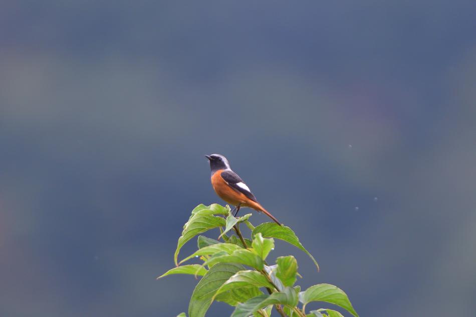 Eurasian Redstart, Phoenicurus phoenicurus, small bird perched branch, blur background