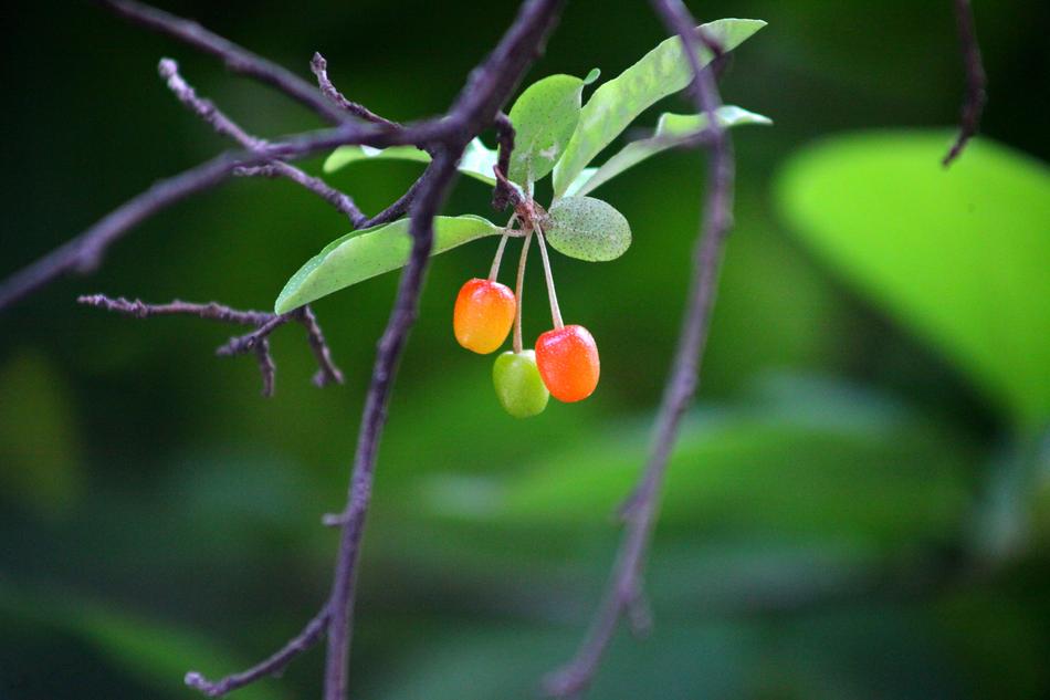 Nature Leaf Wood
