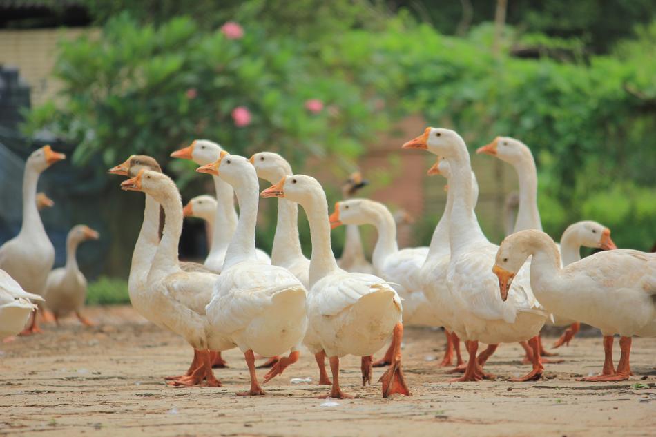 Ducks Duck Nature