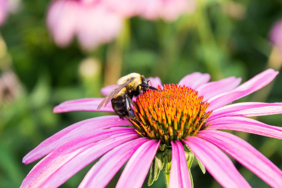 Nature Flower Insect