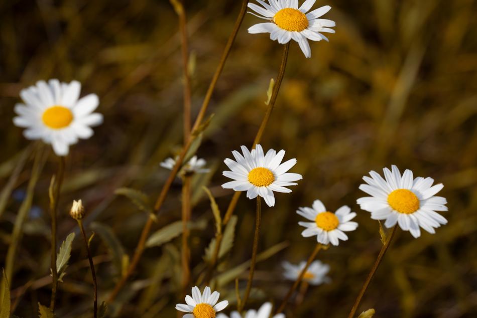Flower White Flowers