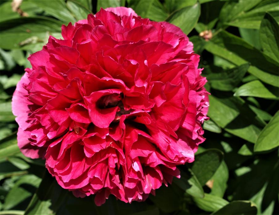 a beautiful flower in a green bush