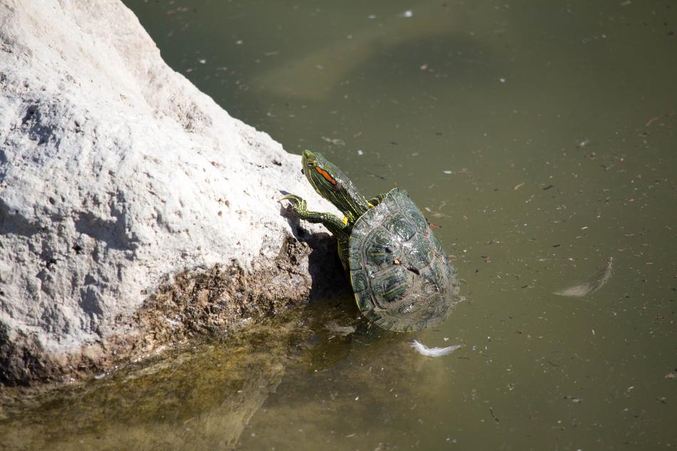 Turtle Water Nature