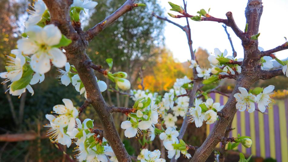 Flower Tree Nature
