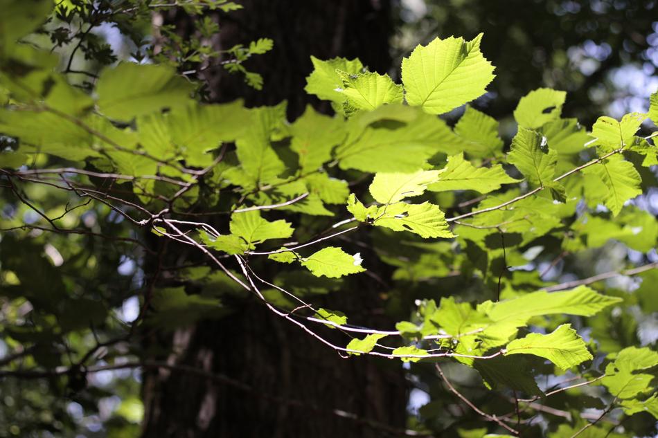 Leaf Nature Plant