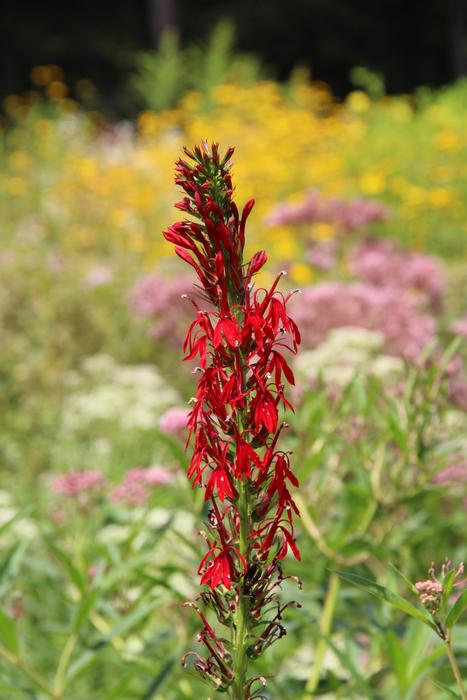 Flower Red Yellow