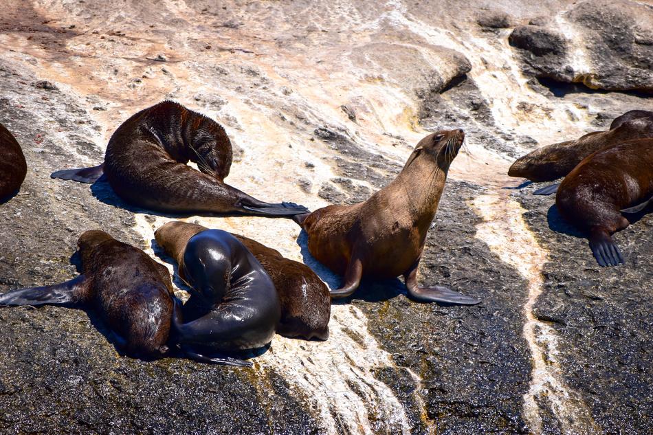 Seal Hout Bay Island