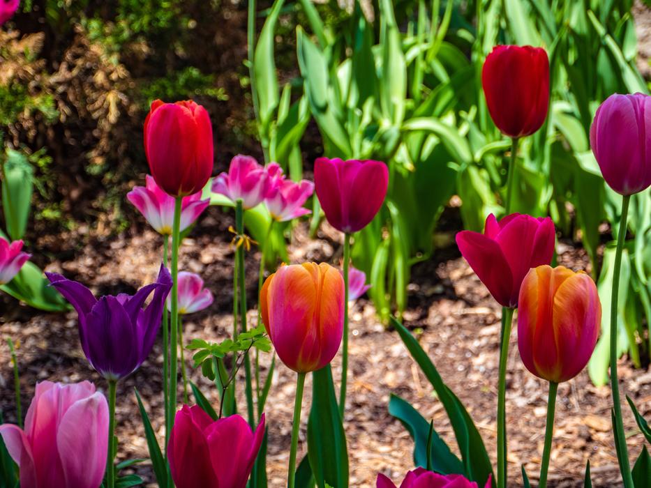 Tulip Flower Colorful Swarthmore