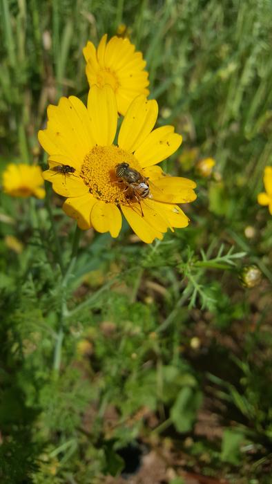 Nature Summer Flora