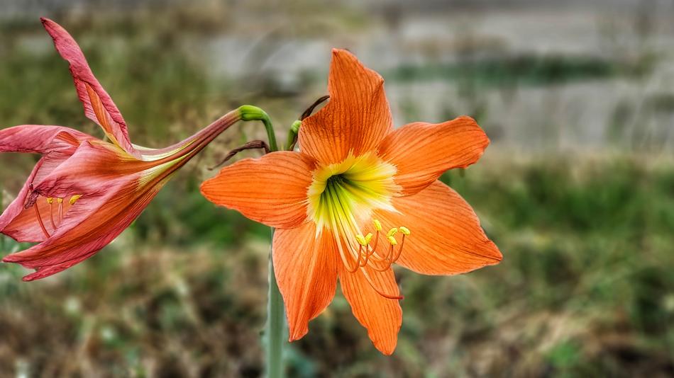 Family Lily Bright