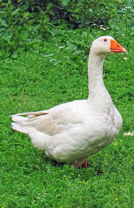 Goose Home Birds