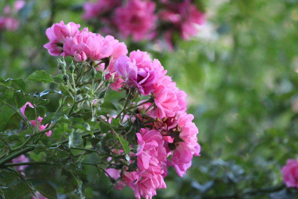 Flower Flora Nature