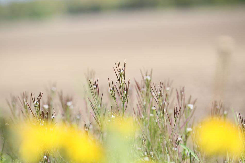 Nature Grass Summer