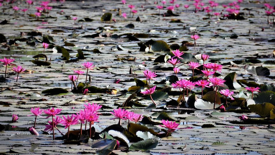 Flower Nature
