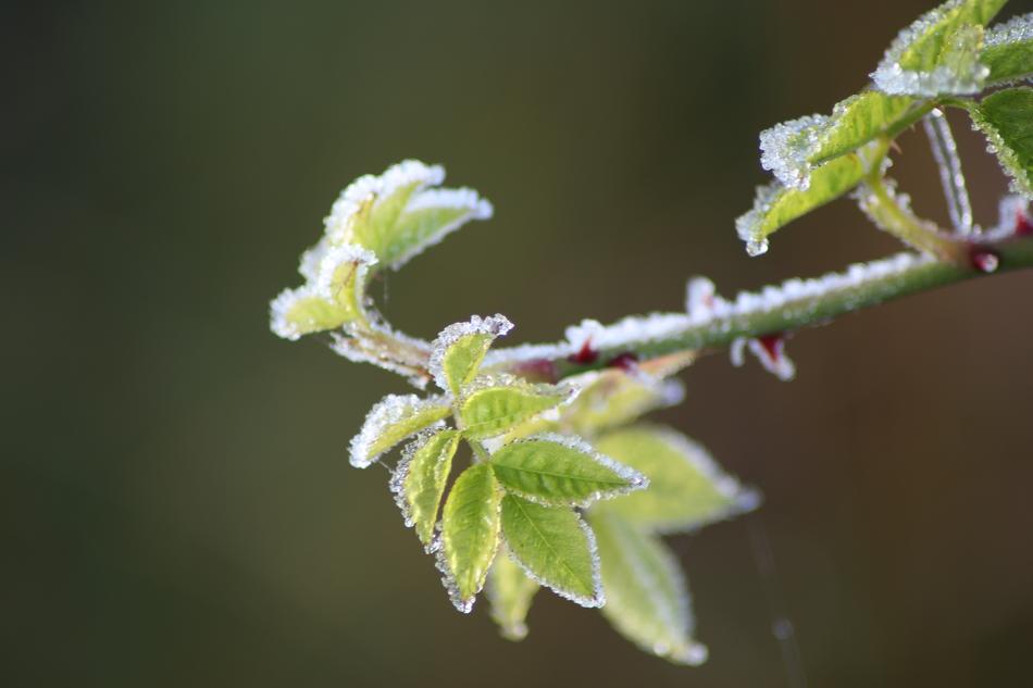 Nettles Bramble Green