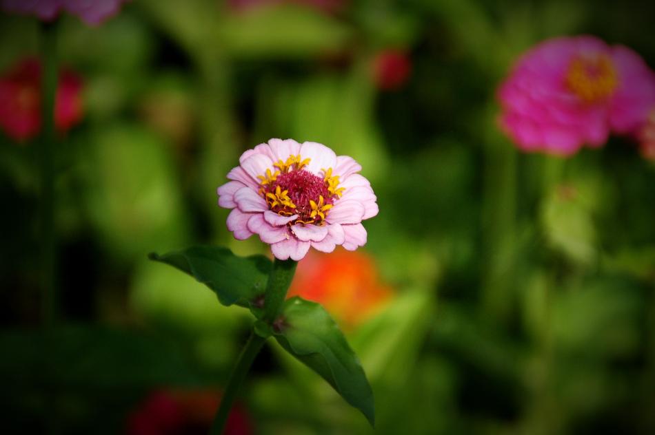 Nature Plant Summer