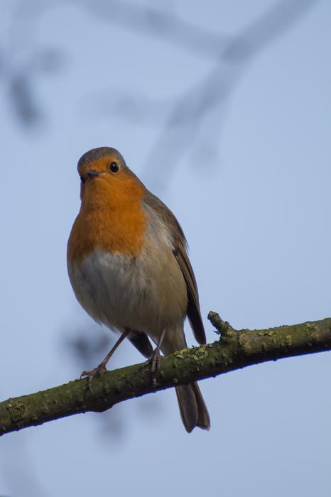 Birds Robin Garden