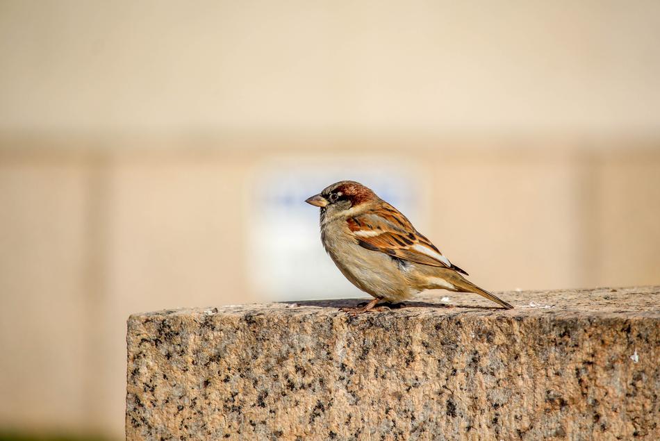Nature Bird Wildlife