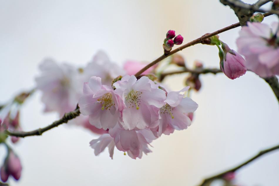 Blossom Tree Spring