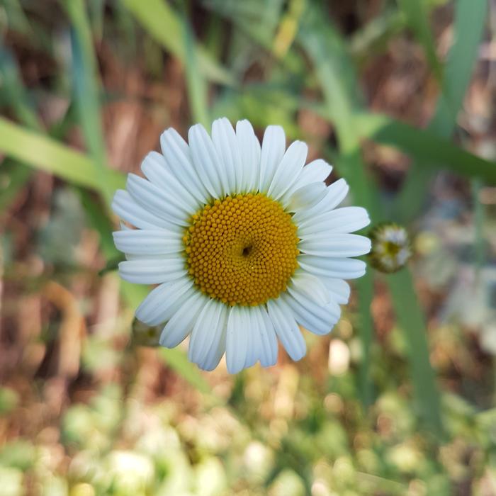 one daisy in the grass