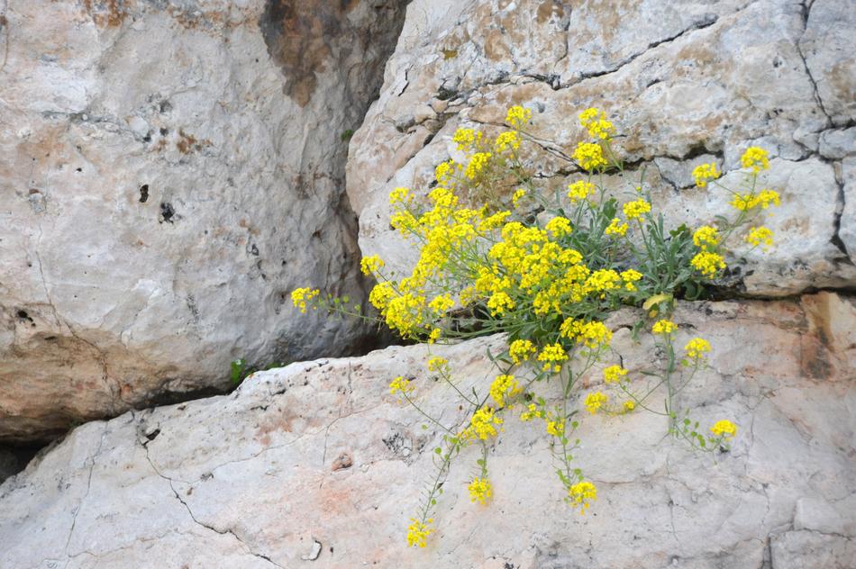 Nature Stone Rock