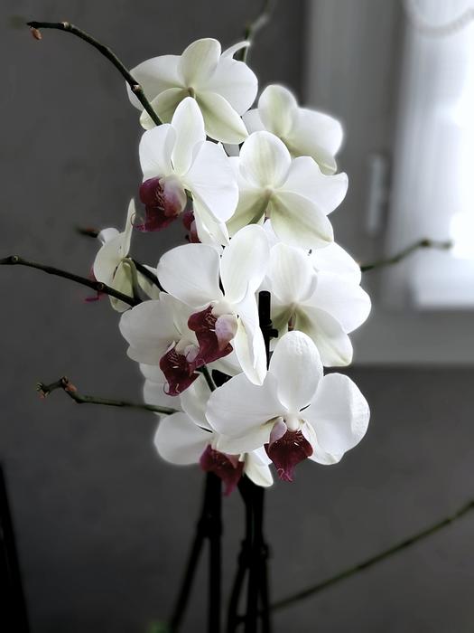 Flower Nature No Person