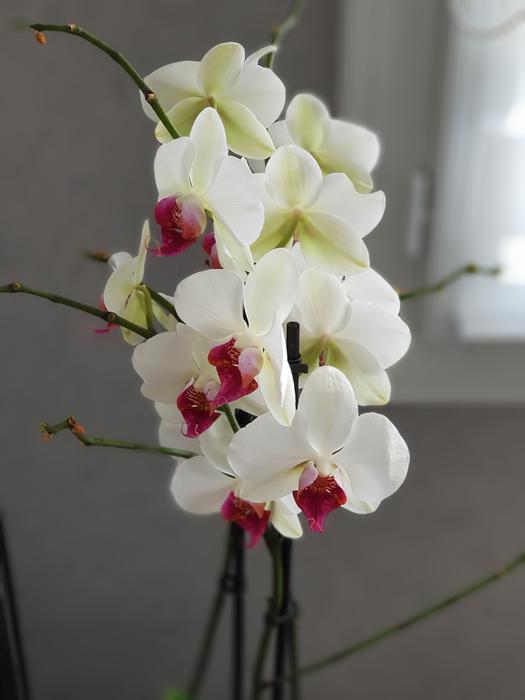 Flower Plant Nature