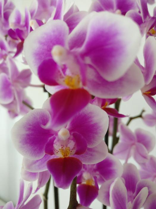 Flower Plant Tropical